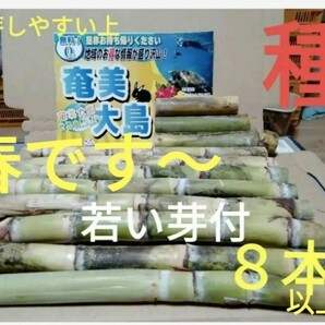 GW前にサトウキビ植えましょう〜    Sale999円→777円  リピート様 多数の画像3