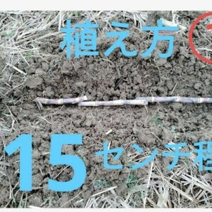 GW前にサトウキビ植えましょう〜  Sale999円→777円 リピート 多数の画像5