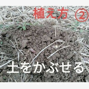 GW前にサトウキビ植えましょう〜  Sale999円→777円 リピート 多数の画像6