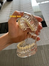 特価 歯 模型 インプラント 歯科 医療 医学 完成品 模型 教材 病院 モデル PVC 歯 強化 歯科医 科学 検査 ブリッジ回復 かみ合わせ G223_画像9