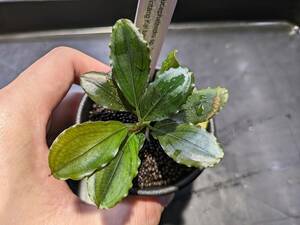 【TB便ブセ】Bucephalandra　sp.　Posuk　Sintang kal　barat 【TB】ブセファランドラ