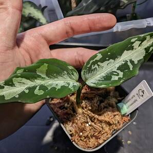 【LA便AS＋】 Aglaonema pictum AS+ Aceh sumatera 【LA0616-05i】 アグラオネマの画像2