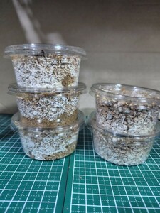 大型血統 パラワンオオヒラタクワガタ 初2齢幼虫 菌糸カップ入り 5頭セット④(親虫109㎜×59㎜) 