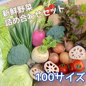 【新鮮！美味しい！】季節の採れたて野菜 詰め合わせセット 100サイズ