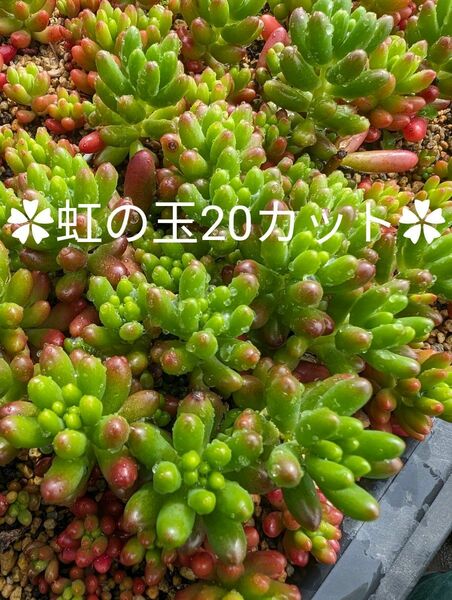 ★★虹の玉20カット★★　多肉植物