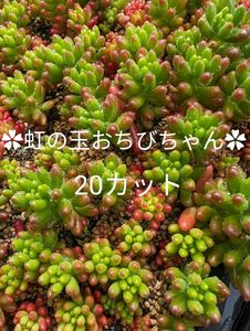 ★★虹の玉20カット★★　多肉植物