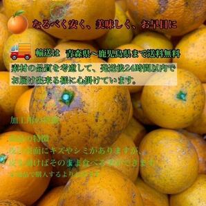和歌山県産 八朔 はっさく 柑橘 フルーツ みかん 家庭用 早い者勝ちの画像5