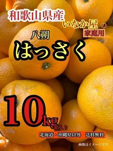 和歌山県産　八朔　はっさく　柑橘　フルーツ　みかん　家庭用　早い者勝ち