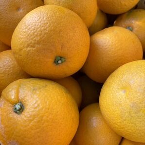 和歌山県産 八朔 はっさく 柑橘 フルーツ みかん 家庭用 早い者勝ちの画像6