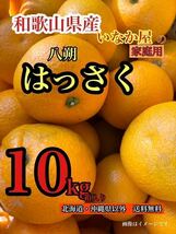 和歌山県産　八朔　はっさく　柑橘　フルーツ　みかん　家庭用　早い者勝ち　残り少し　_画像1