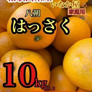 和歌山県産 八朔 はっさく 柑橘 フルーツ みかん 家庭用 早い者勝ち 残り少しの画像1