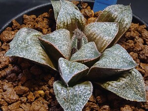 ハオルチア☆白虎☆Haworthia