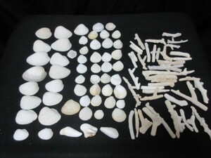 ディスプレイ 貝殻 貝 巻貝 サンゴ 珊瑚 デコレーション インテリア まとめ売り 天然 自然 アクアリウム 水槽 ハンドメイド 大量 沖縄 C
