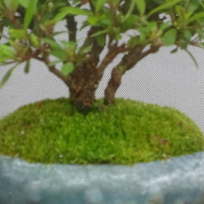 【趣味のさつき】人気品種の極小品 「日の丸」 樹高 14㎝ 樹幅 17㎝ 皐月盆栽  の画像6