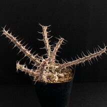 σ ユーフォルビア sp. Archers Post 3号(極珍品) Euphorbia sp. Archers Post, Samburu, KENYA 多肉植物 サボテン ホリダ パキポディウム_画像8