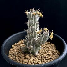 σ ユーフォルビア ホルウーディ 2.5号 Euphorbia horwoodii (本物) 多肉植物 サボテン ホールウッディ ホルウッディー ホリダ オベサ_画像3