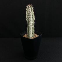 σ ユーフォルビア コンフィナリス ローデシア 3号 Euphorbia confinalis ssp. rhodesia 多肉植物 サボテン ローデシカ パキポディウム_画像2