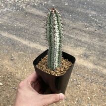 σ ユーフォルビア コンフィナリス ローデシア 3号 Euphorbia confinalis ssp. rhodesia 多肉植物 サボテン ローデシカ パキポディウム_画像9