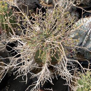 σ You fo ruby a burr da( super burr da. distribution stock ) special selection real raw **2 stock collection . first reference image Euphorbia valida succulent plant cactus Hori daobesa