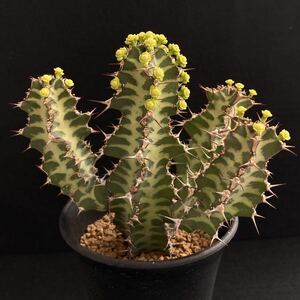 σ ユーフォルビア ノベリー 閃光閣 3号 Euphorbia knobelii 多肉植物 サボテン オベサ パキポディウム コピアポア