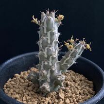 σ ユーフォルビア ホルウーディ 2.5号 Euphorbia horwoodii (本物) 多肉植物 サボテン ホールウッディ ホルウッディー ホリダ オベサ_画像8