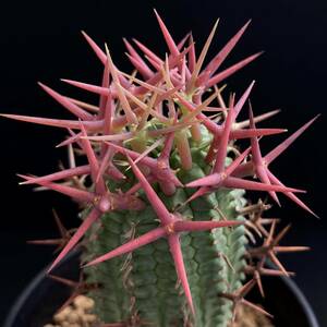 σ ユーフォルビア ステリスピナ 群星冠 [♀メス株] 3号(極珍品) Euphorbia stellispina 多肉植物 サボテン オベサ ホリダ コピアポア