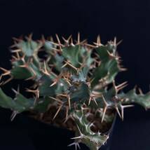 σ ユーフォルビア クラビゲラ 実生選抜 3.5号充実株 Euphorbia clavigera 多肉植物 サボテン オベサ パキポディウム コピアポア_画像6