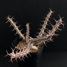 σ ユーフォルビア sp. Archers Post 3号(極珍品) Euphorbia sp. Archers Post, Samburu, KENYA 多肉植物 サボテン ホリダ パキポディウム_画像1