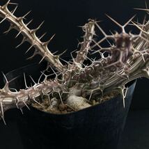 σ ユーフォルビア sp. Archers Post 3号(極珍品) Euphorbia sp. Archers Post, Samburu, KENYA 多肉植物 サボテン ホリダ パキポディウム_画像5