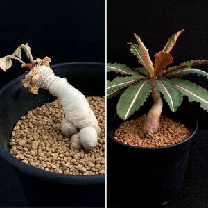 σ ユーフォルビア ラバティー 実生 3号 Euphorbia labatii 多肉植物 サボテン パキポディウム コピアポア オベサ ホリダ