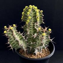 σ ユーフォルビア ノベリー 閃光閣 3号 Euphorbia knobelii 多肉植物 サボテン オベサ パキポディウム コピアポア_画像4