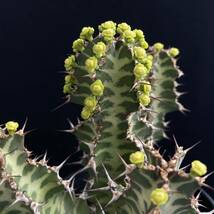 σ ユーフォルビア ノベリー 閃光閣 3号 Euphorbia knobelii 多肉植物 サボテン オベサ パキポディウム コピアポア_画像8