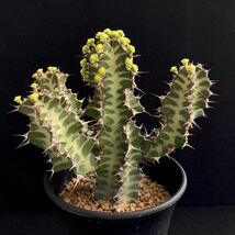 σ ユーフォルビア ノベリー 閃光閣 3号 Euphorbia knobelii 多肉植物 サボテン オベサ パキポディウム コピアポア_画像2