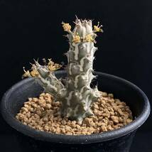 σ ユーフォルビア ホルウーディ 2.5号 Euphorbia horwoodii (本物) 多肉植物 サボテン ホールウッディ ホルウッディー ホリダ オベサ_画像4