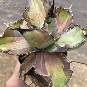 σ アガベ チタノタ ブルーボール錦 中斑 3号 1枚目参考画像 Agave titanota Blue Ball (Black & Blue) variegata 多肉植物 サボテン 