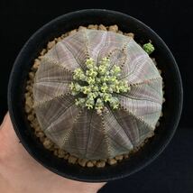 σ ユーフォルビア オベサ 実生 [♀メス株] 3.5号充実球 Euphorbia obesa 多肉植物 サボテン ホリダ ユーフォルビア コピアポア_画像3