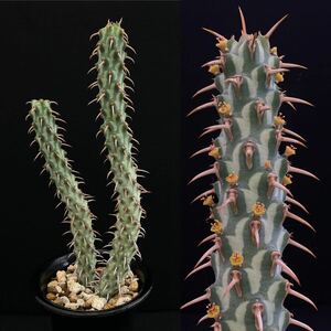 σ ユーフォルビア エリガベンシス 3号(珍品) 1枚目参考画像 Euphorbia erigavensis 多肉植物 サボテン エリガヴェンシス コピアポア