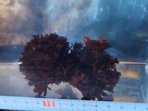 【1点物・天然海藻】　赤系・紅系　小さな土台付き　微生物の住処・隠れ家　海水魚用海藻　レイアウト　マリンリウム