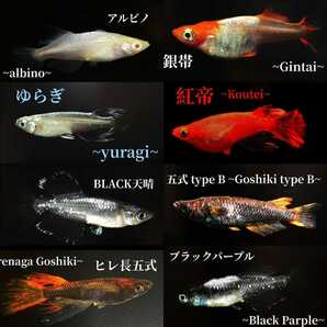 ミックスメダカの有精卵:60個+αの画像3