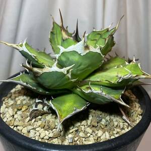 アガベ チタノタ 赤鬼 レッドゴースト/Agave 観葉植物 多肉植物 リュウゼツラン ハデス 赤猫 白鯨 黒鯨 ブラックアンドブルー イラン 台湾