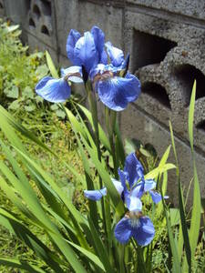 アヤメ抜き苗　菖蒲　紫　3芽