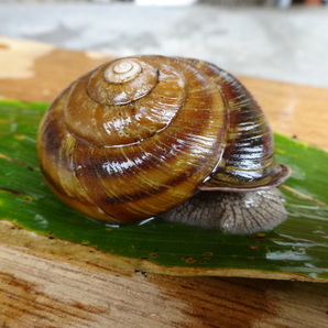 52ミリオーバー！大きいカタツムリ！クロイワマイマイ☆かたつむり☆蝸牛☆でんでんむし☆岐阜北部産の画像5