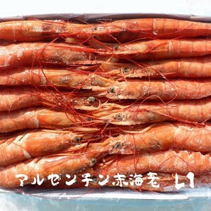 【生食可】冷凍赤海老2キロ L1サイズ(約30尾) アルゼンチン産 お刺身や寿司ネタに 海老フライや天ぷら、焼物にも使えますの画像6