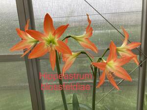 ② 原種　アマリリス・ブロスフェルディアエ　Hippeastrum blossfeldiae 分球株