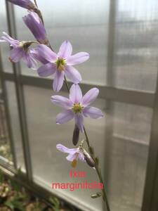 イキシア・マージ二フォリア　Ixia marginifolia　（１年球５球）