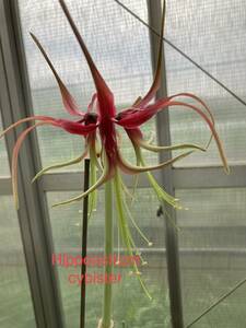 . вид амариллис *si Vista Hippeastrum cybister минут лампочка рассада 