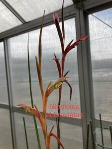 グラジオラス・アブレヴィエツ　Gladiolus abbreviatus　小５球