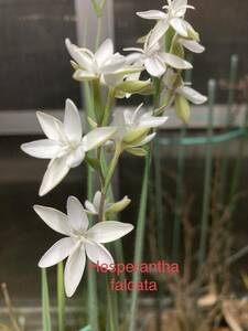 へスぺランサ・ファルカタ　Hesperantha falcata　１年球５球