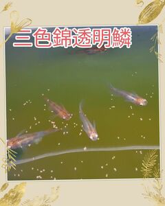 訳あり　三色錦透明鱗　卵15個+α