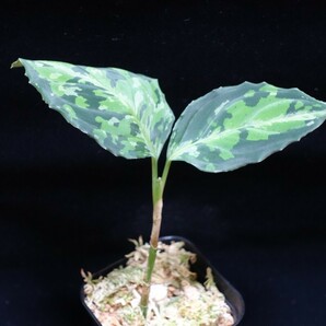 TB便 Aglaonema pictum GW1507-21 Padang sidem puanの画像3